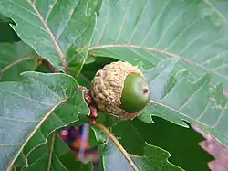 Immature fruit