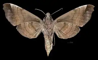 Female ventral