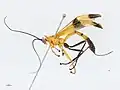 Acrotaphus latifasciatus female