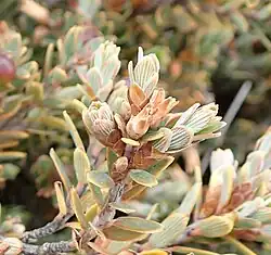 Leaves
