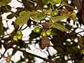 Actinidia polygama