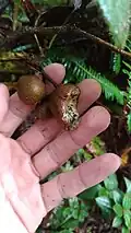 Inside of wild fruit