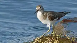Common sandpiper, Melilla