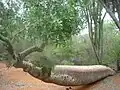 Leaning Adansonia za (with Didierea madagascariensis)