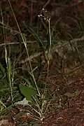 Entire plant