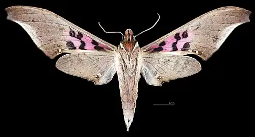 Male ventral
