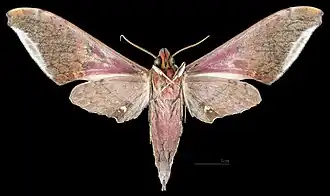 Male ventral