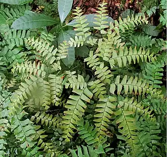 Adiantum trapeziforme compound leaf