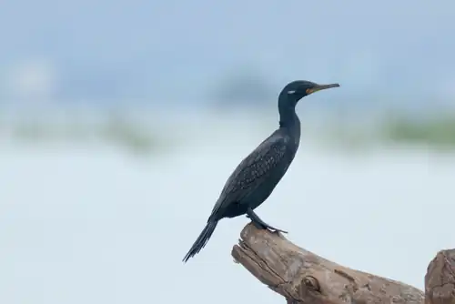 in breeding plumage (note the white tuft near the ear and dull yellow lower mandible)
