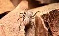Male dorsal