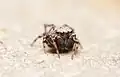 Male face
