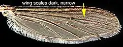 Aedes taeniorhynchus adult wing