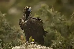 Black vulture, Pyrenees, Catalonia