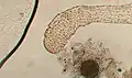 Aeolosoma hemprichi Photo