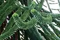 "foliage"