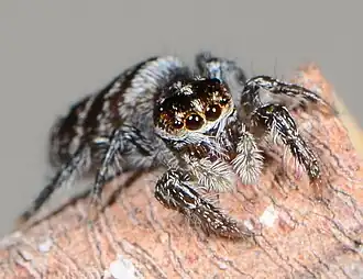 female A. bipunctata