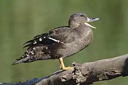 African Black Duck, Anas sparsa at Rietvlei Nature Reserve - 49151862582