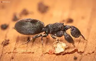 female