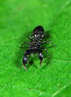 juvenile male A. coriacea