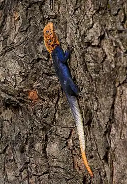 Male