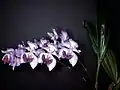 Aganisia cyanea