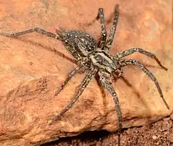 female