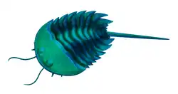 Aglaspis barrandei