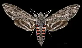 ♀