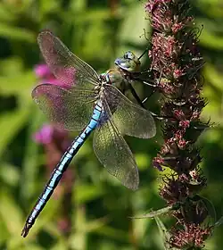 Male in side view