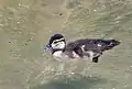 Duckling