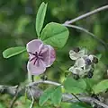 Female flower and 5 male flowers in Mount Ibuki