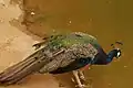 Indian peafowl
