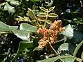 Leaves and flowers