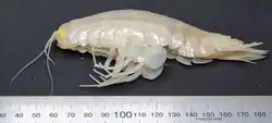 Specimen of Alicella gigantea laid out with a ruler below it showing it measures 120 mm in length.