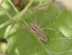 "Allagelena gracilens"