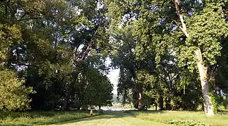Another view of the cottonwood grove