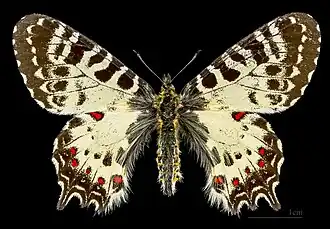 Female