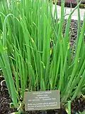 Egyptian onions