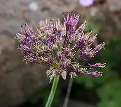 "Allium cyrilli" subsp. "asumaniae"