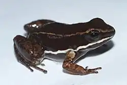 Allobates talamancae