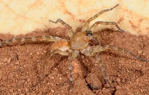 female A. testacea