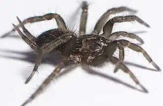 Allothele teretis