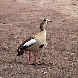 Egyptian goose, Italy