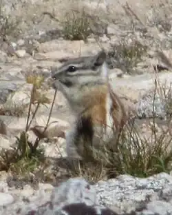 Brown chipmunk