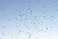 Flock of Altai accentor in flight. From Pangot, Uttarakhand, India