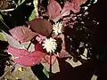 Maroon-leaved variety