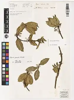 Four pieces of dried stems with leaves and flowers on attached to a board