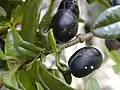 Alyxia oliviformis