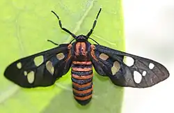 adult in India