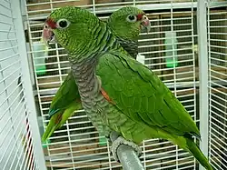 A green parrot with a light-brown throat, a dark red mark between the eyes and the beak, and white eye-spots